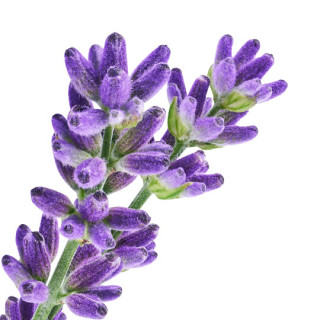 Levandule lékařská