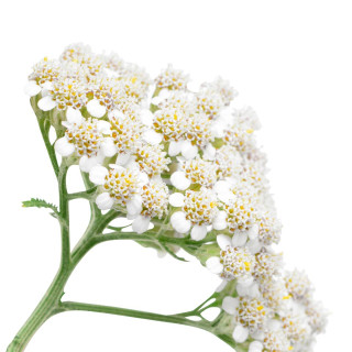 Řebříček obecný