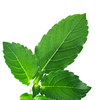 Tulsi – bazalka posvátná